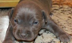 2 FEMALES photo taken at 18 days old, American pit bull terrier puppies for sale. born on 4/15/2014 All blues. Puppies are razors edge/watchdog bloodline, pure blue nose. parents are amazing dogs with great temperaments, puppies comes with adba registered