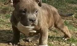 I have a nice male Brindle American Pit Bull Terrier for sale UKC registered up to date on vaccinations for more information call or text me @ 845-674-6003