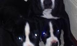 Three beautiful bullies black with white markings. Dads a blue and mom a red nose two males and one female left. If interested please contact me at 585-360-5962 price is negotiable if really interested. Last three
MUST GO!!!! Price is negotiable
No scam