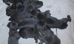 4 MALES 4 FEMALES BORN ON 7-1-13. reserve your puppy now: american pit bull terrier puppies for sale. Puppies are razors edge/watchdog bloodline, pure blue nose. parents are amazing dogs with great temperaments, puppies comes with adba registered papers
