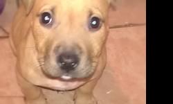 I have a 9 week old female UTD on her shot rework ready for a loving home she great with kids n other pet she verry playful she is create trained