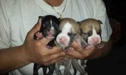 5 females and 3 males for sale.
The two brindle with the black dog are the males.
**White female with grey spots not available.**
Pics updated 7/16/13
Please do not contact me unless you are serious.
**Last picture is mom and dad**