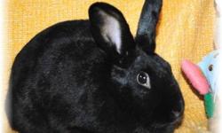 American - Rihanna - Medium - Young - Female - Rabbit
I am Rihanna. My siblings and I are so glad we go out of the bad place where we spent the beginning of our lives. We were kept outside, not even well protected from the snow, and were very cold. We
