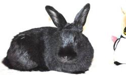 American - Ringo - Medium - Young - Male - Rabbit
I am Ringo. My siblings and I are so glad we go out of the bad place where we spent the beginning of our lives. We were kept outside, not even well protected from the snow, and were very cold. We didn't