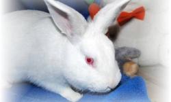 American - Romeo - Medium - Young - Male - Rabbit
I am Romeo. My siblings and I are so glad we go out of the bad place where we spent the beginning of our lives. We were kept outside, not even well protected from the snow, and were very cold. We didn't