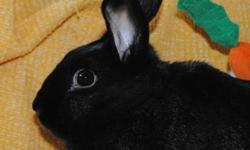 American - Rosie - Medium - Young - Female - Rabbit
I am Rosie. My siblings and I are so glad we go out of the bad place where we spent the beginning of our lives. We were kept outside, not even well protected from the snow, and were very cold. We didn't