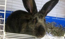 American Sable - Kimmy - Medium - Adult - Female - Rabbit
Kimmy has the most beautiful coat and has a such a loving personality that you will want to adopt her the minute you meet her! Kimmy is two years old.
CHARACTERISTICS:
Breed: American Sable
Size: