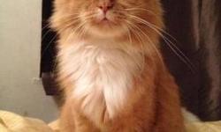 American Shorthair - Anton - Large - Adult - Male - Cat
Sweet Anton has a buttery soft and bright sunny orange coat that will shine your day. He loves to sit next to you and give nose kisses. He also enjoys getting cheek rubs and back scratches. This