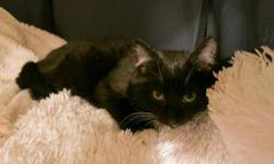 American Shorthair - Brando - Medium - Baby - Male - Cat
Brando was born around 10/14/12. He was a special plea from the ACC as it was noted that he was possibly hit by a car. Brando is very well and super sweet. He is a little shy at first but loves to