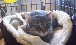 American Shorthair - Butchie - Medium - Young - Male - Cat
"Butchie"
This grey, striped tabby is a sweet & shy Neutered Male
He was found as a kitten wandering in woods all alone.
He's about 7 months old and has had all his shots.
He tested Negative for