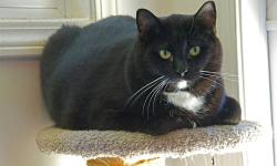 American Shorthair - Charlie - Large - Adult - Male - Cat
Charlie is a sweet male cat who is diabetic - but it's under control.
CHARACTERISTICS:
Breed: American Shorthair
Size: Large
Petfinder ID: 24332395
ADDITIONAL INFO:
Pet has been spayed/neutered