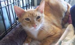 American Shorthair - Eddie - Medium - Young - Male - Cat
This handsome 8 month old lightweight guy is healthy, strong, and sweet, plus:
He's a Neutered male with a Gorgeous, Shiny, Soft Orange Coat
Completely vaccinated
Tested negative for Feline Leukemia