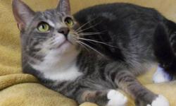 American Shorthair - Gawaine - Large - Young - Male - Cat
I am a brave but gentle cat. I'll gladly be your one-and-only, but if you have a big friendly gentleman cat who wants a friend, I would gladly come to your house to be a knight to the King Cat of