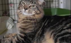 American Shorthair - Gawaine - Large - Young - Male - Cat
I am a brave but gentle cat. I'll gladly be your one-and-only, but if you have a big friendly gentleman cat who wants a friend, I would gladly come to your house to be a knight to the King Cat of