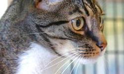 American Shorthair - George - Large - Adult - Male - Cat
Im a neutered male named George and Im an independent fellow. I will cuddle up & sleep with you at night but prefer to spend my days watching out a sun filled window - unless you want to play laser