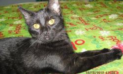 American Shorthair - Helen - Medium - Young - Female - Cat
Helen has been here for several months with her two BLACK sisters. All the kittens from last year found homes except the black ones. These lovely,sweet ladies deserve a home like everyone before