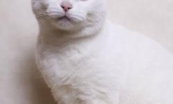 American Shorthair - La-la - Medium - Adult - Female - Cat
A volunteer writes: This beautiful cat was recently featured on NBC-TV, and she was the star! LaLa's coat is like a piece of art -- different patterns and colors on every paw, ear, and toe -- very