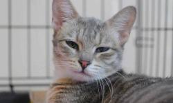 American Shorthair - Mariner - Small - Young - Female - Cat
Mariner is a recent rescue off the at risk list who was born around 11/27/11. This petite girl is all sass and sweetness. She is a very confident young lady who loves to explore and then roll