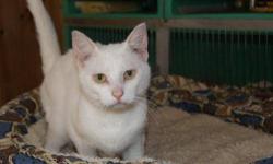 American Shorthair - Patsy - Medium - Adult - Female - Cat
This wonderful cat is a shelter favorite. She is very sweet and loves company and attention. Patsy has a problem with her hind legs and has difficulty getting around. It may look awkward, but she