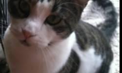 American Shorthair - Snowball - Small - Adult - Female - Cat
Snowball is a spayed declawed kitty that lost her home due to a house fire. She actually was caught in the house while it was ablaze...she managed to escape but she was completely singed by the