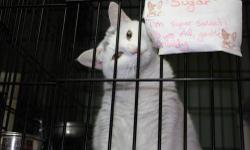 American Shorthair - Sugar - Large - Adult - Female - Cat
Sweet as . . . Sugar! Our Sugar is two years old. She's a full-figured honey of a gal who has a laid-back way about her. She loves to look out the window at the birds and watch the world go by.