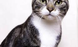American Shorthair - Valentine - Medium - Young - Female - Cat
CHARACTERISTICS:
Breed: American Shorthair
Size: Medium
Petfinder ID: 25164747
ADDITIONAL INFO:
Pet has been spayed/neutered
CONTACT:
Animal Care & Control of New York City - Manhattan | New