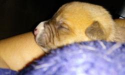 5 feamles ,3 male american staffordahire puppies