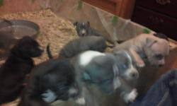 Puppies are beautiful colors 3 blues 2 tri colored and 2 black all are healthy shots and deworming have been done by a vet for more info or to come pick one out please call rick at 5853032522