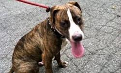 American Staffordshire Terrier - Alice - Medium - Young - Female
Alice is an American Staffordshire Terrier who is still a puppy and full of love. Alice is currently in a foster home with a young child and also gets along with small and big dogs! Alice
