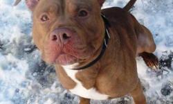 American Staffordshire Terrier - Apple - Large - Young - Female
this girl loves to play and snuggle. she also loves to give kisses. she has a lot of energy and is looking for that home where she can be spoiled and loved.
CHARACTERISTICS:
Breed: American