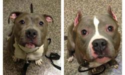 American Staffordshire Terrier - Bella - Large - Adult - Female
BEAUTIFUL BELLA! Bella is a five year old American Staffordshire girl who was owned by an "institutional hoarder" at a large animal shelter. She spent her entire puppyhood and youth there,