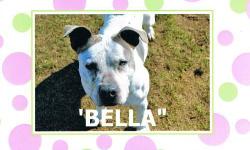 American Staffordshire Terrier - Bella - Medium - Adult - Female
Bella is a female American Staffordshire terrier approximately 4 years old; she is vaccinated and micro-chipped. Bella was surrendered to the shelter in May of 2011 as her owners could no