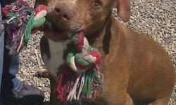 American Staffordshire Terrier - Bengal - Large - Adult - Male
Despite being left behind by his previous owners with his buddy Momma, Bengal is a sweet boy who loves going for walks or just hanging out. Bengal is about 3 years old. To fill out an adoption
