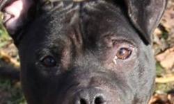 American Staffordshire Terrier - Boscoe - Large - Adult - Male
Poor Boscoe was found wandering a back road with his good friend, Turkish, back in October. Since then, Boscoe has charmed us with his handsome looks and sweet personality. Boscoe is a big