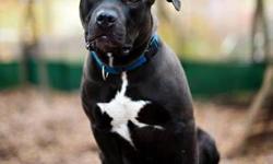 American Staffordshire Terrier - Brodie - Medium - Young - Male
Brodie is a year and a half old. He is OK with cats and OK with older children. He was severely neglected as a puppy and is now learning how to play with other dogs and his socialization