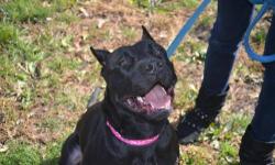 American Staffordshire Terrier - Brooklyn - Medium - Adult
CHARACTERISTICS:
Breed: American Staffordshire Terrier
Size: Medium
Petfinder ID: 19595469
ADDITIONAL INFO:
Pet has been spayed/neutered
CONTACT:
Hudson Valley SPCA - Orange County | New Windsor,