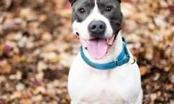 American Staffordshire Terrier - Bruno - Large - Young - Male
Bruno needs basic training and an experienced dog owner. He loves other dogs but is not good with children and can not be with cats.
CHARACTERISTICS:
Breed: American Staffordshire Terrier
Size: