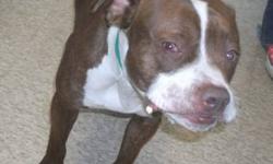 American Staffordshire Terrier - Bryan - Medium - Young - Male
Bryan is a brown and white, male pitbull. He is UTD on shots and neutered. He is new to our shelter and we are still analyzing his manners. He seems to be a sweet and loving guy, Stop by and
