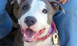 American Staffordshire Terrier - Callie - Medium - Young
Callie is a young dog about one year old...She is in a boarding facility and desperately needs a home...She was very shy at first,but as time progresses,we are told that she has become friendly and