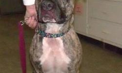 American Staffordshire Terrier - Captain - Large - Young - Male
CAPTAIN BULL TERRIER MIX BRINDLE ARRIVED 02/19/13 MALE @ 57 LBS @ TWO-YEARS-OLD Captain is a gorgeous dog that was found running at large in the town of Schuyler Falls with two other dogs. He