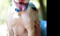 American Staffordshire Terrier - Charlie - Large - Adult - Male
charlie is wondrous. a tail that wags like a helicopter, a tongue full of kisses and a heart as big as texas. he's just great to have around especially when you have the urge to play fetch.