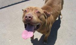American Staffordshire Terrier - Chester - Medium - Young - Male
Chester is a male neutered American Staffordshire terrier, approximatley 2 years old. He is up to date on vaccinations and microchipped. Chester would do best in a home with no other animals
