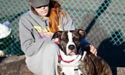 American Staffordshire Terrier - Chooch - Large - Adult - Male
Chooch is a beautiful American Staffordshire Terrier mix with a big heart. He has been professional trained and is a very well behaved dog! Chooch knows all of his basic commands, both by hand