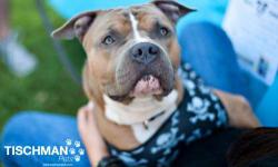 American Staffordshire Terrier - Dawson - Large - Adult - Male
Dawson is an American Staffordshire Terrier mix. This big teddy bear may look like a tough guy, but he's really just a big softie. He loves a good, long walk and then some time on your lap at
