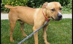 American Staffordshire Terrier - Dozer - Medium - Young - Male
I became lost one day or was dropped off and couldn't find my way home and so I find myself being treated very well here at the shelter. I am a fun loving boy who keeps the volunteers laughing