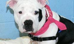 American Staffordshire Terrier - Elaine - Medium - Young
What can we say about this beautiful girl, but that she is 100% a love bug. She is sweet and loving, loves belly rubs, gets along with dogs, loves her play dates with her friends Tony and JT at the