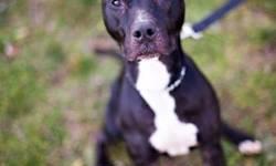 American Staffordshire Terrier - Ellie - Medium - Young - Female
Ellie is a young pocket Pit. She is short and stout and full of love, probably 35/40 lbs. She is very mellow and her favorite thing is to snuggle as close to you as she can get. She loves