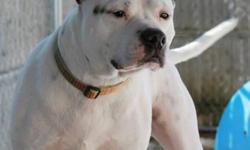 American Staffordshire Terrier - Elvis - Medium - Adult - Male
Elvis was supposedly found as a stray and was brought in to us. No owner ever came forward, but we were able to find out a little bit about his previous homes from someone who knew him.