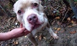 American Staffordshire Terrier - Fluffy - Large - Adult - Male
Fluffy was found lost on the streets. Nobody came to claim him. He is a really good dog who loves walks and attention. He once lived in a good home, he had been well taken care of and he