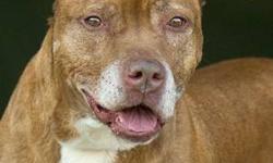 American Staffordshire Terrier - Foxy - Medium - Senior - Female
Born in 2002, Foxy is a spayed Am Staff terrier mix. This gorgeous lady, with her calm, expressive nature, will wait patiently for her turn to be taken out for a walk, given a treat, or